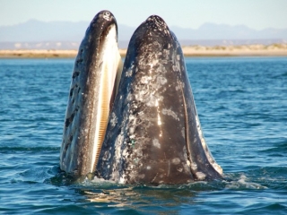 Ballenas en el Mar de Cortes